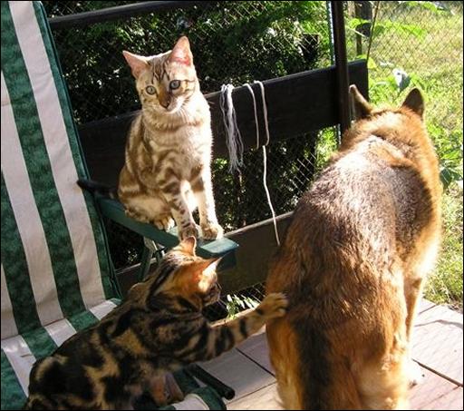 miot_d_272zmniejszenie