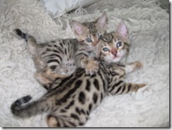 IMG_0213 (640x480) (640x480)