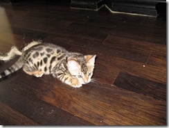 IMG_0337 (640x480) (2)