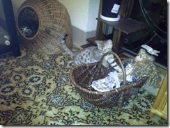 20141104_211336 (640x480)