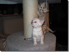 IMG_1254 (640x480) (640x480)